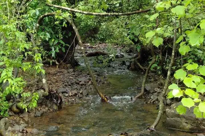 Monsoon Walk at Karnala