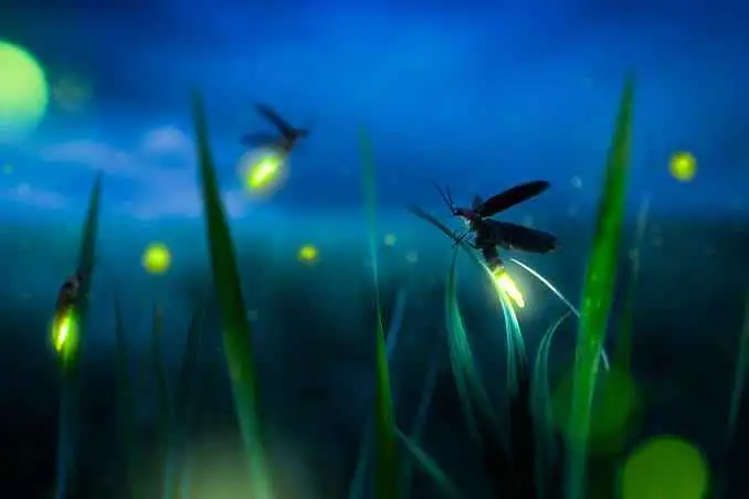 Fireflies Workshop