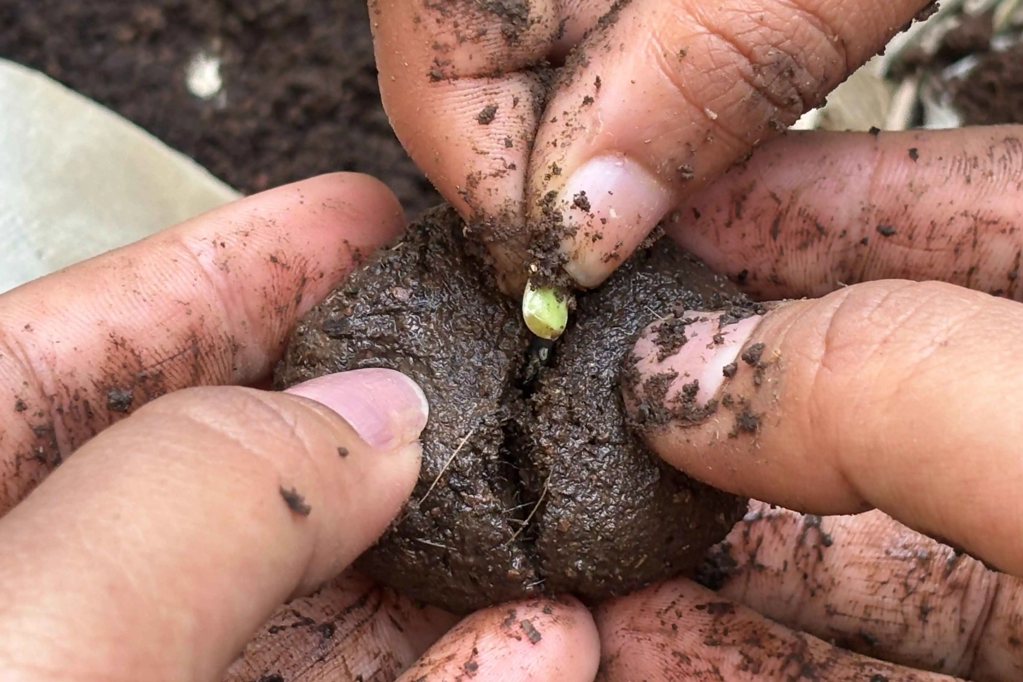 Rooted Living: Kitchen Gardening Workshop