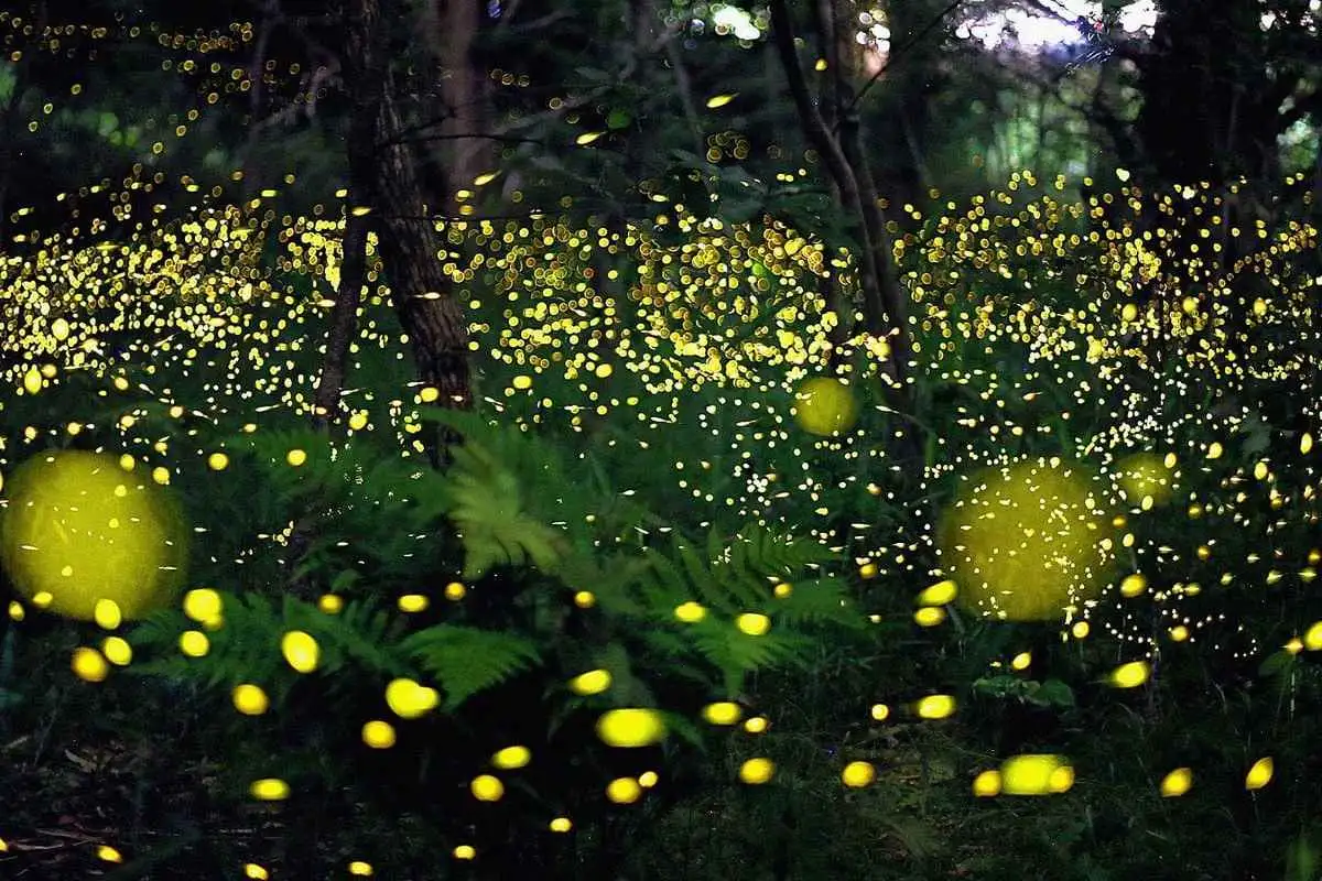 Fireflies Workshop 23/8