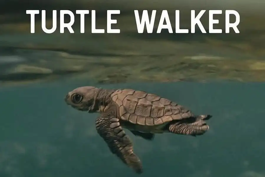 Turtle walker: Notes from the Coastline