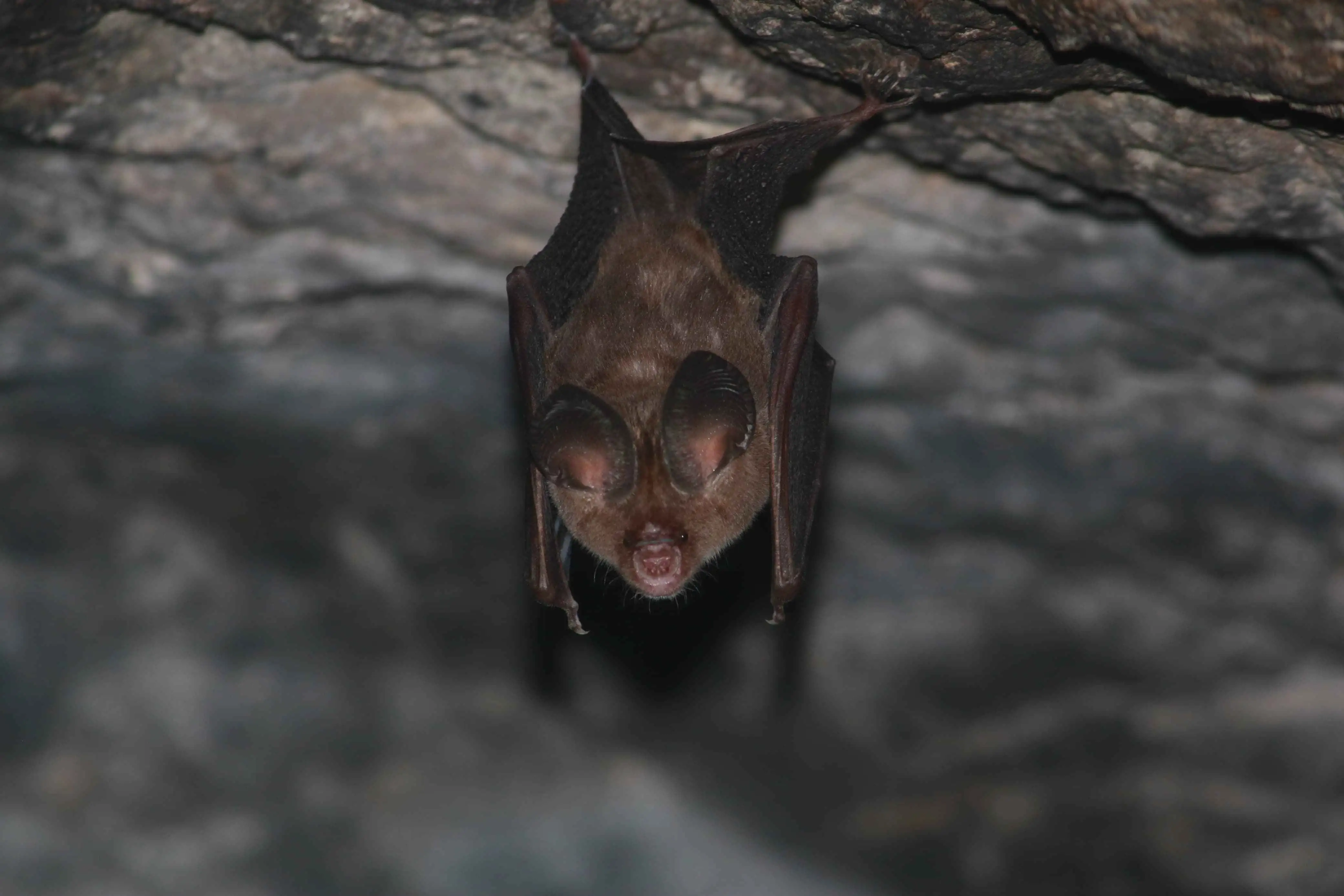 Bat Walk with NatEx  (Borivali edition)