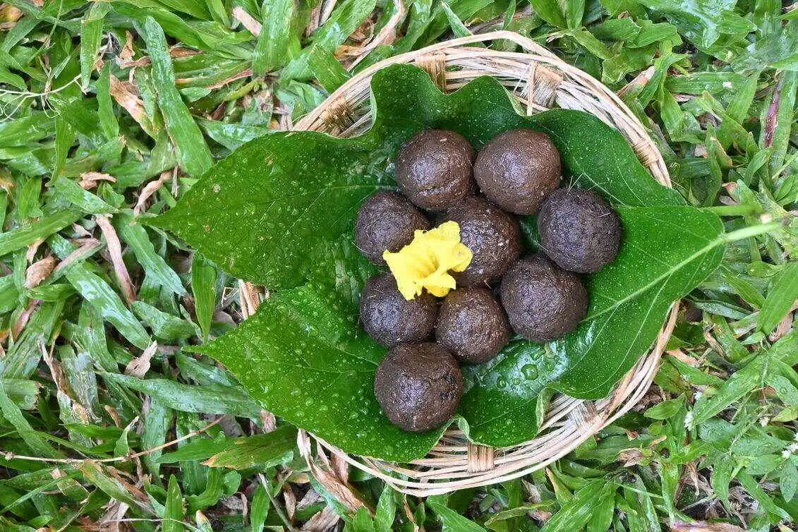 Seed Ball Making Workshop