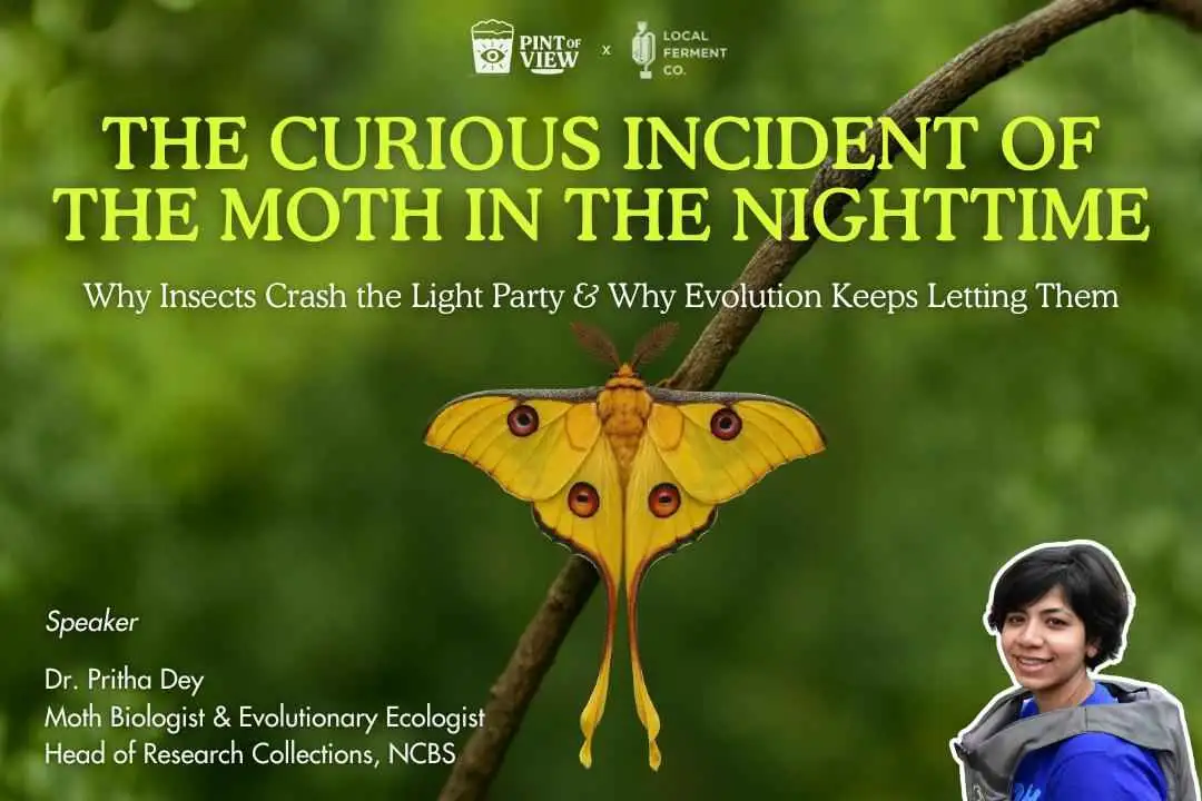 Pint of View #71: The Curious Incident of Moths in the Nighttime