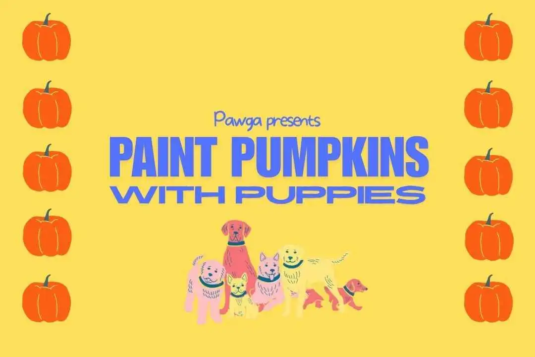 Paint Pumpkins with Puppies - Chennai