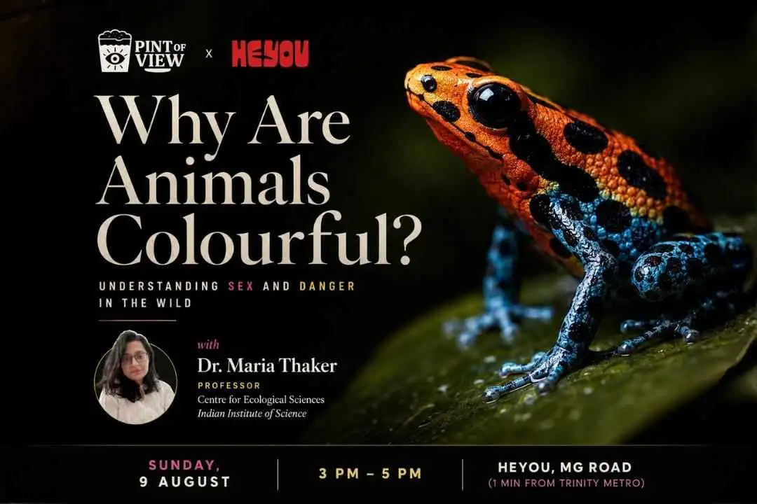 Pint of View (Lecture 90): Why Are Animals Colourful?