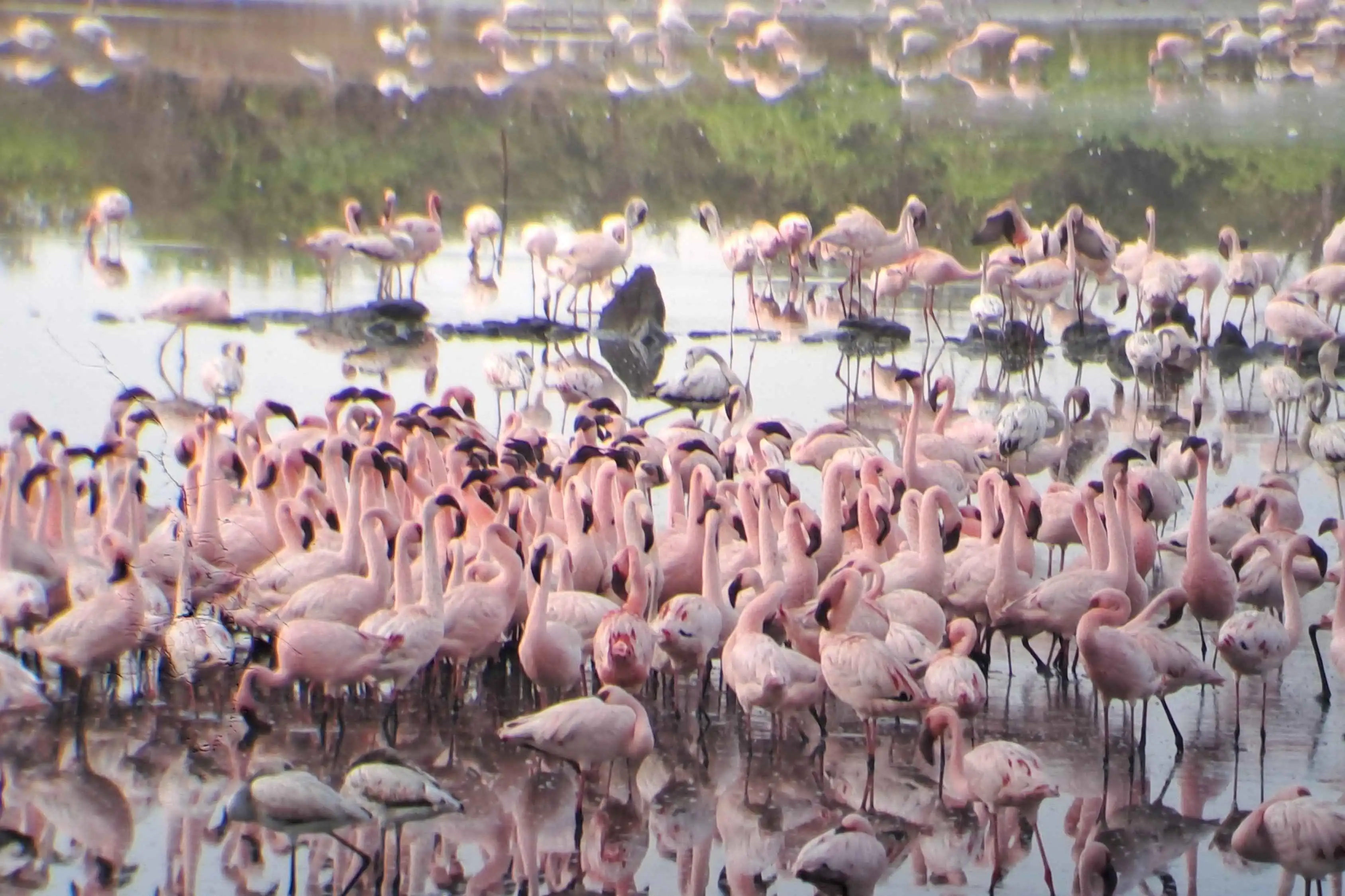 Flamingo Explorer's Walk