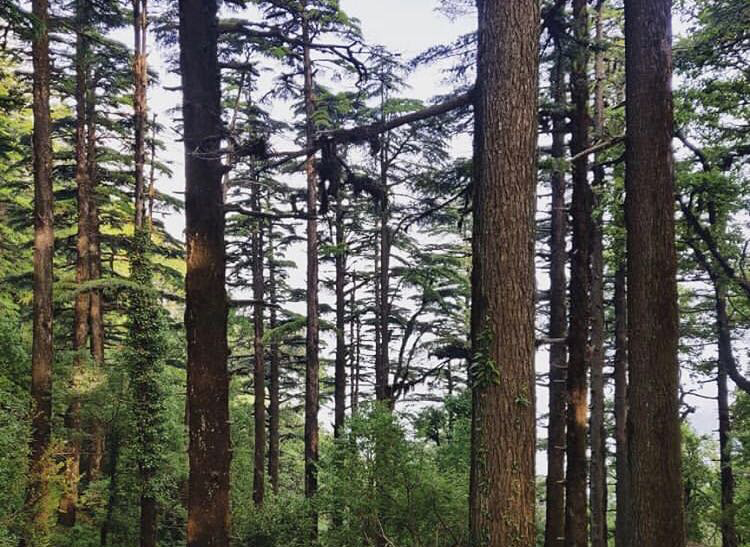 Cheena Peak | Do in Kumaon