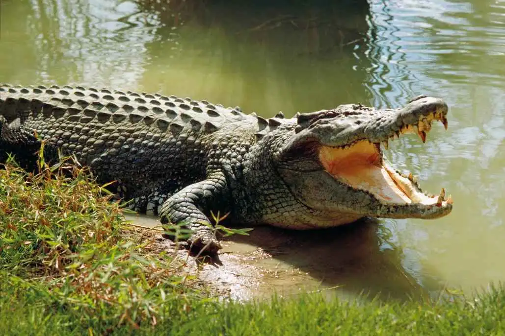 CROCODILE SIGHTINGS