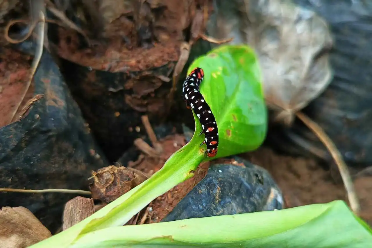City Forest Walk at Maharashtra Nature Park