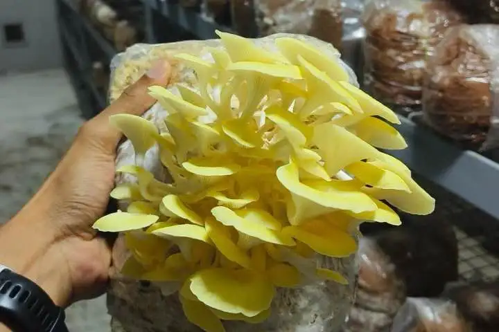 Rhythms of the Growth: Mushroom Growing By Nuvedo