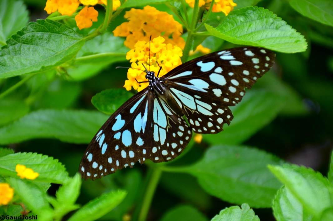 Butterfly Out of My Book: A Storytelling walk