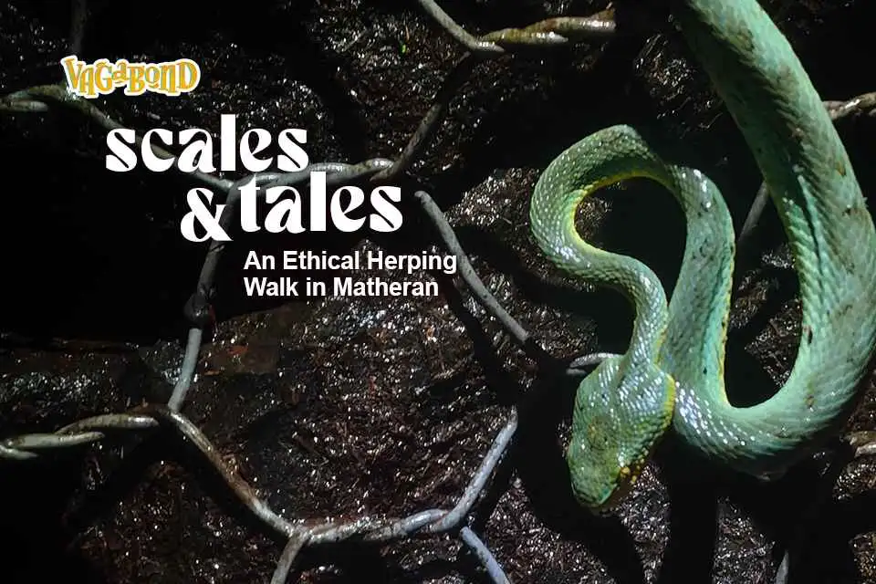 Scales & Tales | An Ethical Herping Walk in Mather