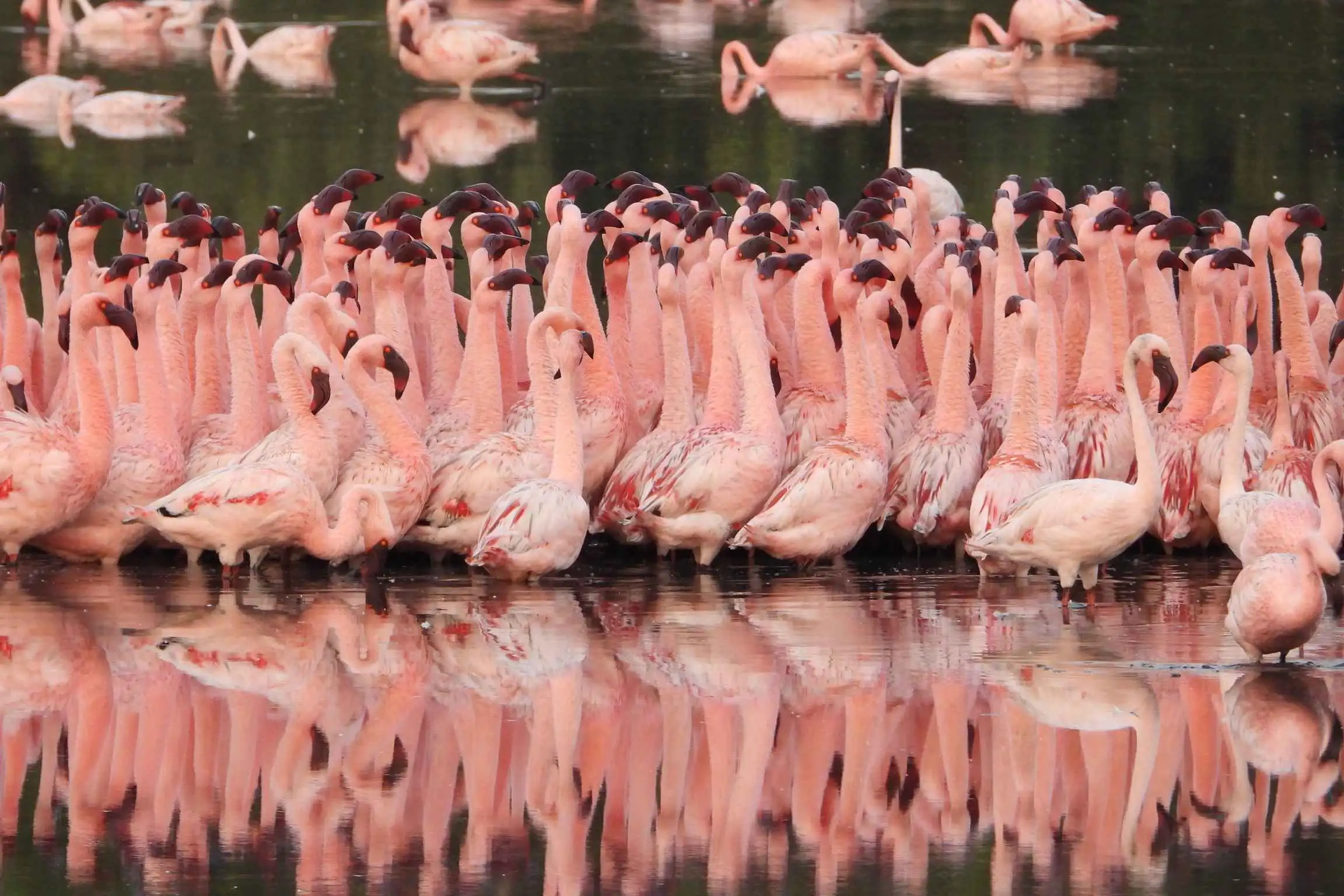 Flamingo Explorer's Walk