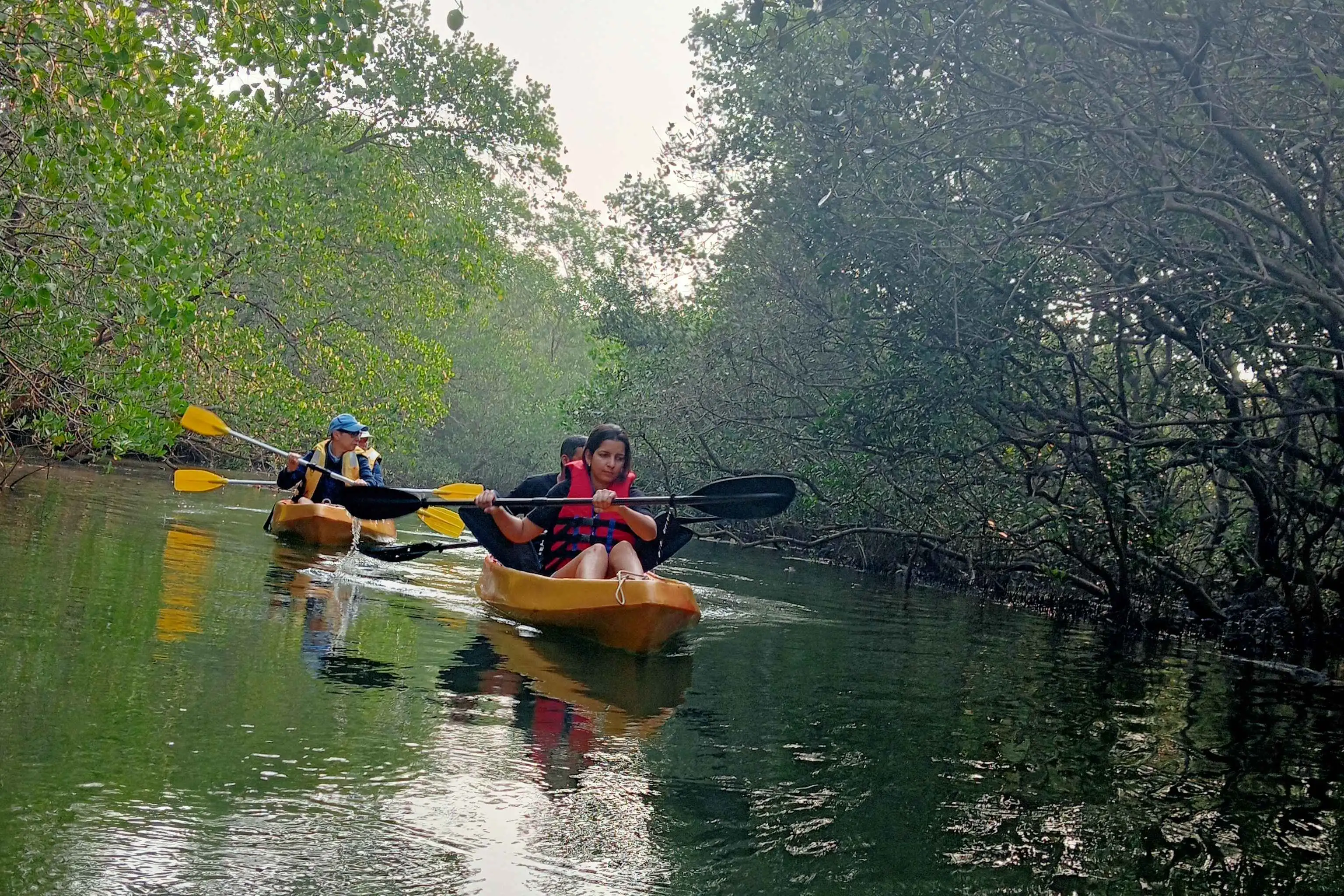 MANGROVE CRUISE & KAYAKING