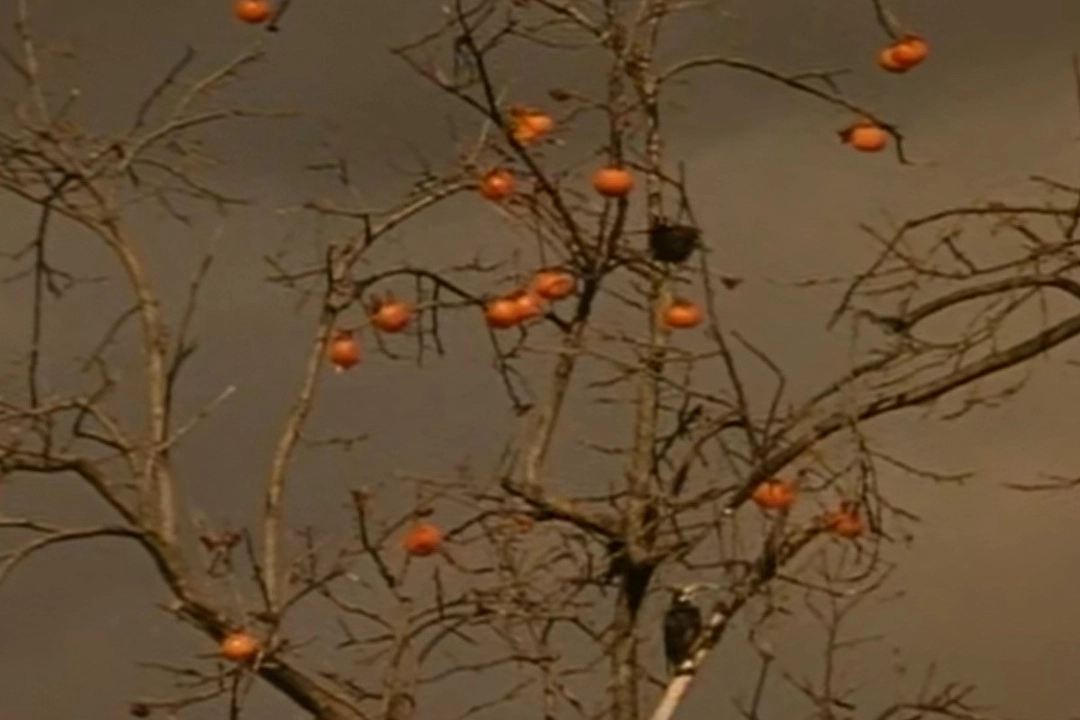 Red Persimmons by Shinsuke Ogawa, Peng Xiaolian - TPCC