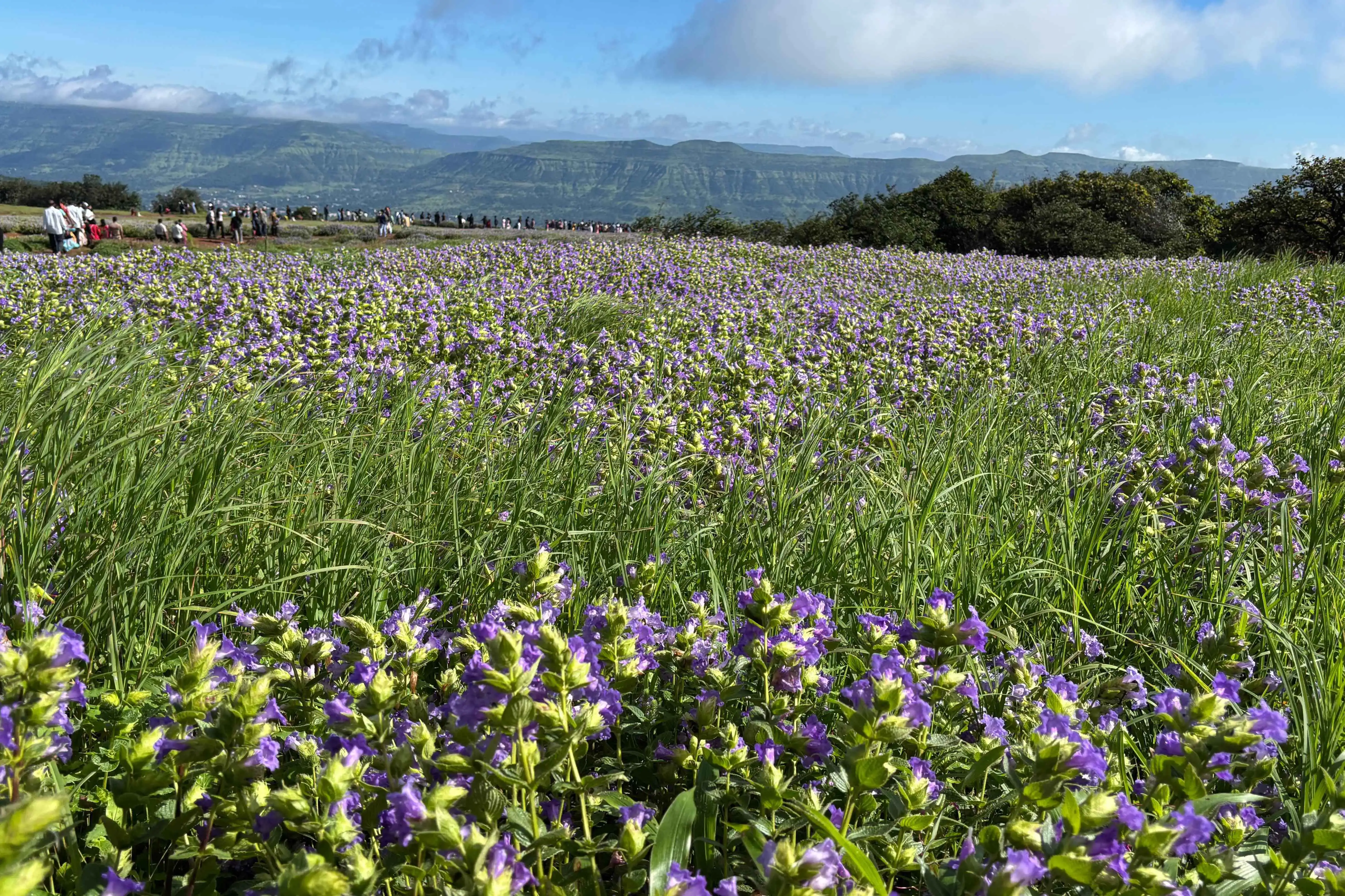 Kaas: The Blooming Plateau