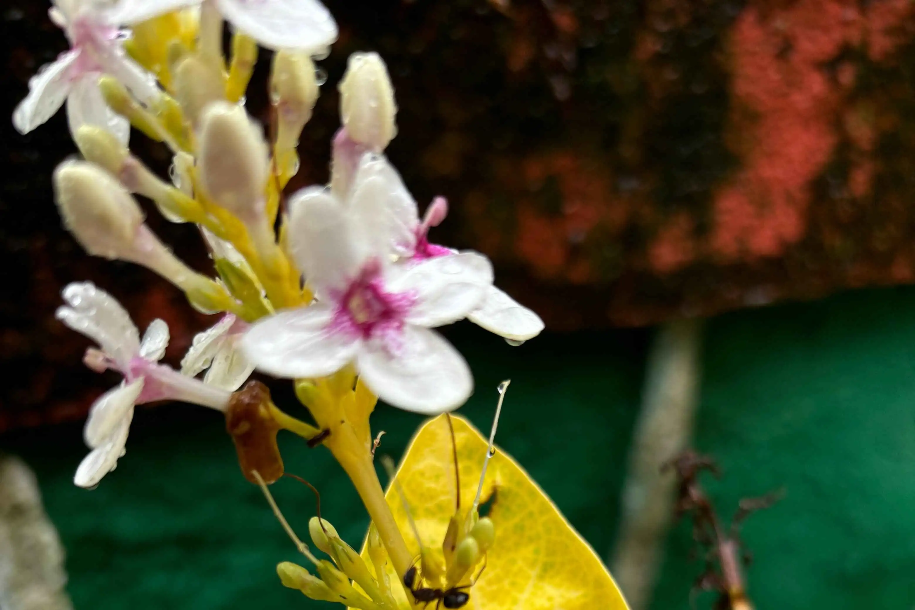 Butterfly Walk at Ranibaug