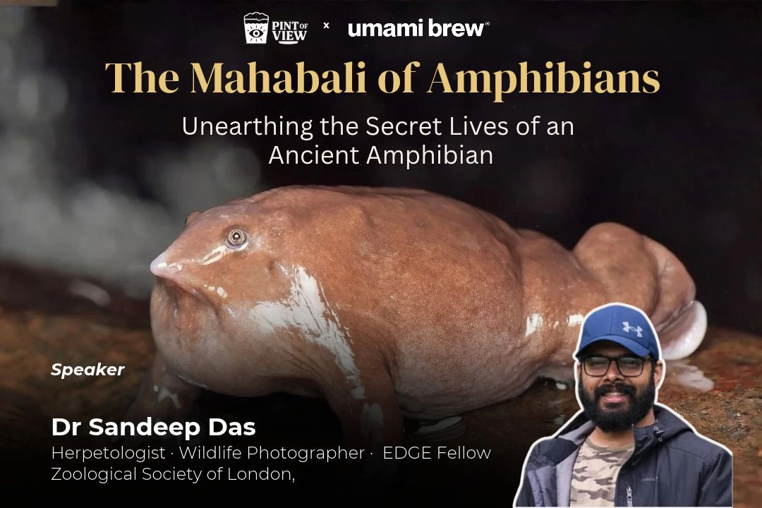 THE MAHABALI OF AMPHIBIANS (Lecture 3)